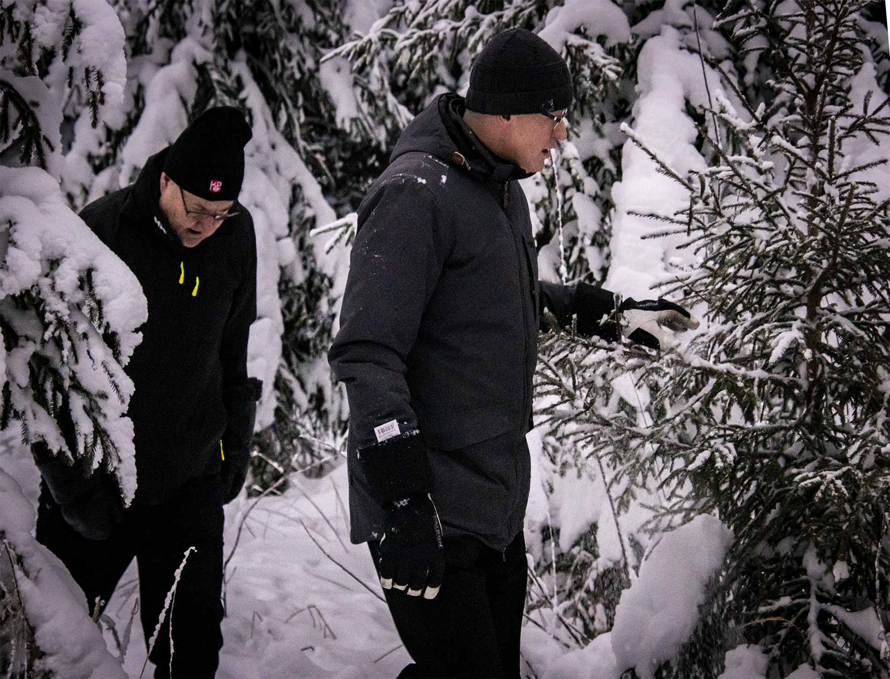 Heikki ja Rauno kuusta etsimässä
